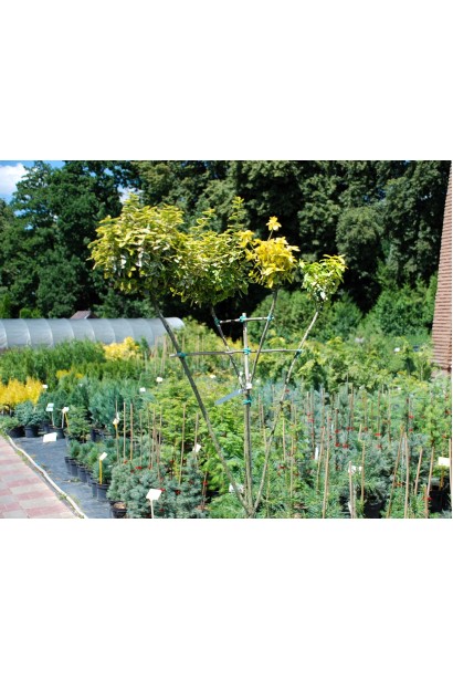 Бруслина Форчуна Емеральд енд Голд на штамбі | Бересклет Форчуна Эмеральд энд Голд на штамбе | Euonymus fortunei Emerald n Gold on stambe